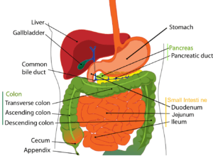 liver